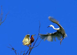 Ngắm những cánh cò trắng thảnh thơi bay