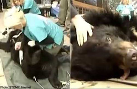 Bàng hoàng gấu mẹ giết con rồi tự sát vì sợ bị hút mật