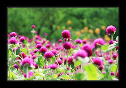 Bách Nhật ơi, sự tích về em giờ anh mới viết