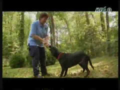 Chú chó cứu hộ nổi tiếng vụ khủng bố 11/9