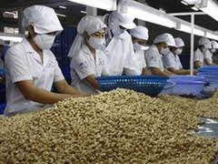 Khuyến cáo tạm dừng xuất khẩu điều thô