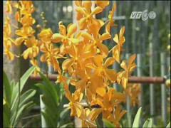 Hoa lan Việt Nam: Tiềm năng lớn, lợi nhuận cao