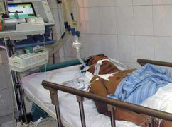 Nhiễm liên cầu khuẩn lợn dù không tiếp xúc nguồn bệnh