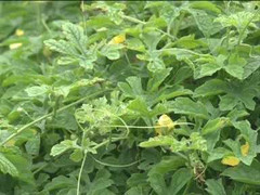 Rau rừng chiến khu D lên kệ siêu thị