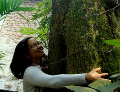 Sững sờ trước 2 “cụ” cây được định giá 150 tỷ đồng!