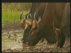 Nhiều loài thú quý VN đứng bên bờ tuyệt chủng