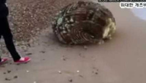 Cư dân mạng xôn xao vì...trứng người ngoài hành tinh