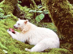 Rừng của loài gấu ma