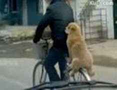 Chó ngồi giống hệt người