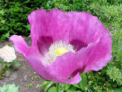 “Vương quốc hoa ăn thịt người” ở Yên Bái