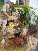 Công an bị trộm gà xịt hơi cay tấn công