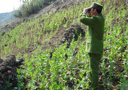 Ăn rừng, ngủ thác tìm diệt “hoa giết người”