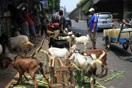 Chùm ảnh: Nước mắt trên đại lộ dê