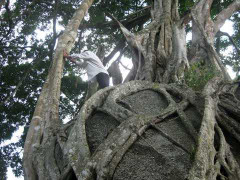 Đại gia Việt điên đảo vì cây sanh 