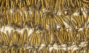 Mất tiền triệu vì mua phải “Thần dược” bằng… thạch cao