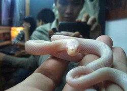 Thanh niên Sài Thành săn thú 