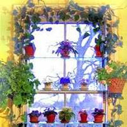 Thiên đường lá hoa bên cửa sổ