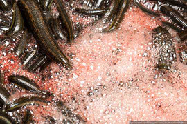 TPHCM: Hàng trăm hộ dân nơm nớp sợ đỉa tấn công