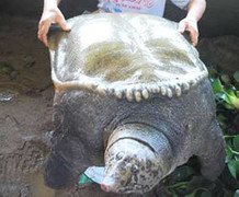 Phát hiện ba ba khổng lồ, nặng 45,5kg ở Sơn La