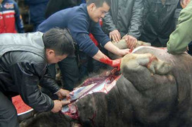 Kĩ nghệ “vỗ béo” cho trâu, bò bằng… nước ao