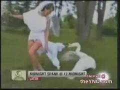 Cô dâu khốn đốn vì chú ngỗng hung hãn