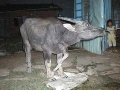 Mua trâu... 5 chân với giá 1.000 USD