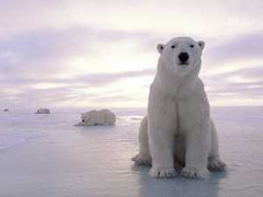 Băng Bắc Cực tan nhanh chưa từng thấy