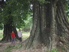 Kỳ bí hai cây “thị chồng”, “thị vợ” khổng lồ
