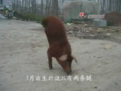 Kỳ lạ chú lợn đi bằng hai chân