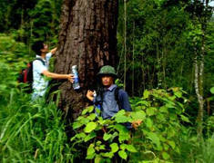 Huyền bí những cây thông khổng lồ trên dãy Yên Tử