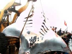 Hàng chục ngư dân đánh vật bắt cá nặng 2 tấn