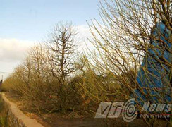Đào, quất Tết: Trăm triệu mới được chơi đào đẹp