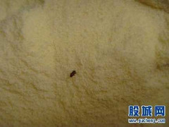 Phát hiện xác côn trùng trong sữa Abbott