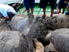 Ngư dân TQ bị bắt tại Philippines đối diện án tù 24 năm