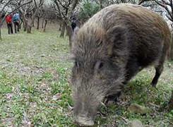 Heo rừng tấn công, 2 người nhập viện