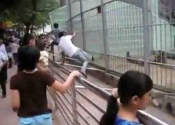 Hổ xổng chuồng ở HN là con hổ đã bị 'xỉa răng'