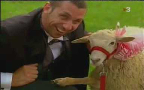 Chàng trai chụp ảnh cưới với… dê