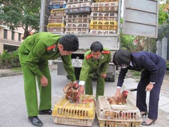 8 tấn gà lậu lọt chốt kiểm dịch vào Thủ đô