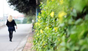 Vì sao con đường ấy sẽ mang tên Trịnh Công Sơn?