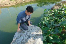 Ly kỳ 'kho vàng' giấu trong phiến đá cổ ở Thái Bình