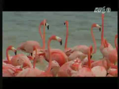 Ngắm chim hồng hạc di cư về ốc đảo mùa đông