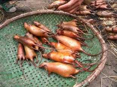 Lạ lùng chợ chuột họp giữa thủ đô