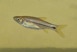 Thả cá Lòng tong đá bảo vệ môi trường