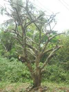 Sau đỉa, lá vải thương lái lùng mua cây ngâu giá 