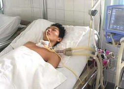 Hôn mê khi bị... kiến đốt