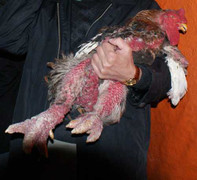 Đại gia Việt mua vé máy bay đón gà vào Nam… giết thịt