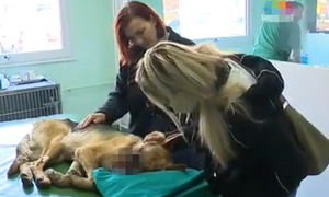 Tấm ảnh chú chó nát mặt và sự chia sẻ vô tâm