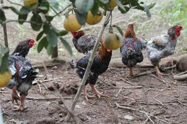 Đột kích ‘dinh thự’ của những chú mãnh kê tiền triệu