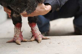 Đại gia săn gà Đông Cảo: Họ là ai?