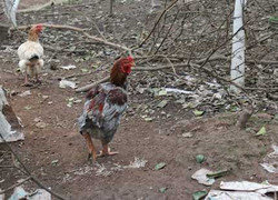 Sự thật đằng sau những con gà tiền triệu